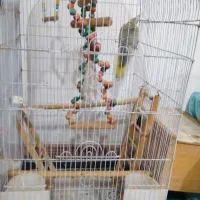 پرنده عروس|پرنده|ارطه, |دیوار