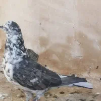 چهار جفت نر و ماده دونسته و حسابی|پرنده|قم, آزادگان|دیوار