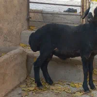 بره‌قوچ شالی