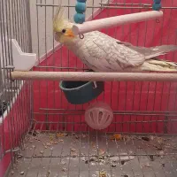 جوجه عروس هلندی