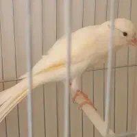 قناری ماده سوپر