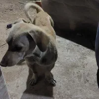 سگ پاکوتاه