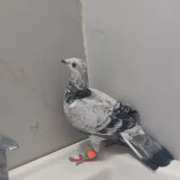 گرفتنی کاشمر