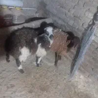 فروش ۲عدد بره  جوان معاوضه با جنس محلی