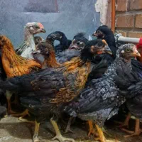جوجه مرغ و خروس گلپایگانی