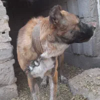 سگ نگهبان  ۵ ماهه
