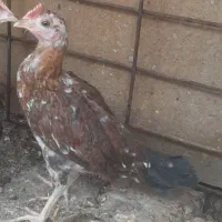 دوعدد جوجه خروس باهم