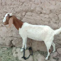 گوسفند