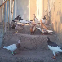 کبوتر رنگی همه نوع