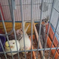 جوجه عروس هلندی دون خور