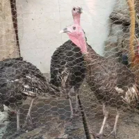 بوقلمون