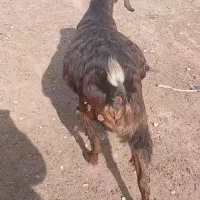 بز ماده|حیوانات مزرعه|شادگان, |دیوار