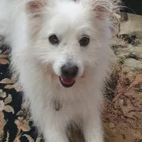 سگ پیدا شده