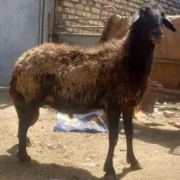 قوچ میش رون