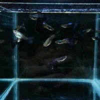 ماهی گوپی بلو کبری گرید A+