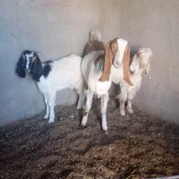 یک عددکولاربزغاله آبستن.بادوتابزغاله نروماده