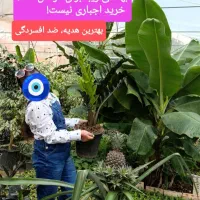 معرفی گل و گیاه ماندگار کد ۸۰۱