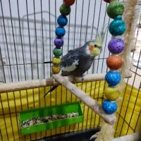 عروس هلندی جفت ماده روی تخم نشسته|پرنده|قزوین, |دیوار