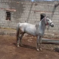 اسب کوردی|اسب و تجهیزات اسبسواری|سیلوانه, |دیوار