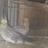 جوجه عروس هلندی|پرنده|بندرعباس, |دیوار