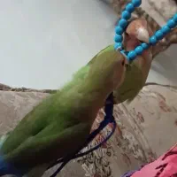 طوطی برزیلی|پرنده|کرمانشاه, |دیوار