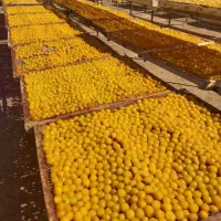 آلو بخارایی درجه یک امسالی گوشتی