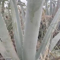 فقط تا آخر هفته قصد فروش دارم ، و زیر قیمت بازار