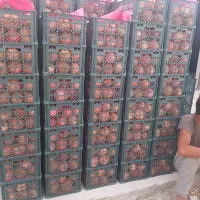 میوه انار|خوردنی و آشامیدنی|حاجی آباد, |دیوار