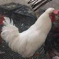 خروس ومرغ محلی تخمگذار (نراق)