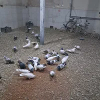 کبوتر|پرنده|مینودشت, |دیوار