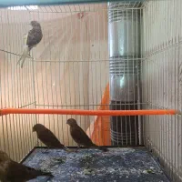 قناری|پرنده|فریمان, |دیوار