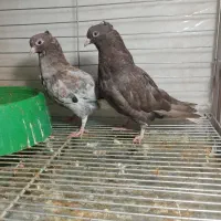 کبوتر سرور دم سفید|پرنده|یزد, |دیوار