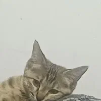 واگذاری بچه گربه فوری