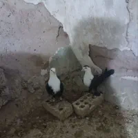 جفت کلاغ سیاه زغالی بشرط پرش وجوجه ضمانتی