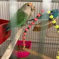 فروشی|پرنده|اندیشه, اندیشه فاز ۱|دیوار