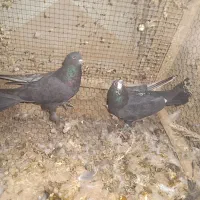 کبوتر|پرنده|شهرکرد, |دیوار