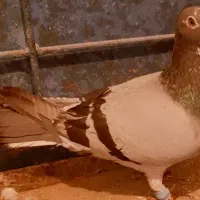 پرنده یاکبوتر|پرنده|تربت‌حیدریه, ده پائین|دیوار