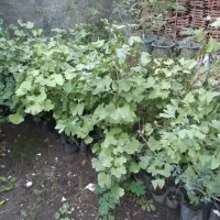 فروش نهال سیکاس و ژینگو ( کهن دار)سرخدار  گلدانی