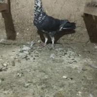 شیش تا کبوتر سوسکی