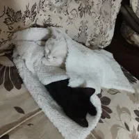 بچه گربه اسکاتیش بریتیش 3ماهه|گربه|تهران, اکباتان|دیوار