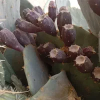 میوه کاکتوس