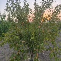 باغ شهری واقع در حسین اباد نقش رستم.