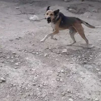 سگ جرمن روزگاری