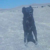 سراب ذات قدیم ، مناسب برای توله کشی|سگ|بزینه رود, |دیوار