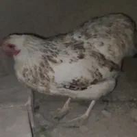 تخم گذار جوان
