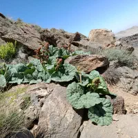 ربواس کوهی