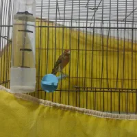 قناری نرمست مست