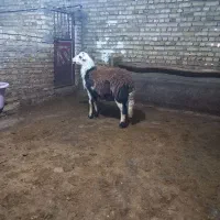 بره قوچ قوت درجه یک