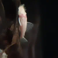 لجنخوار پزه بوته ای|ماهی|تهران, ورزشگاه آزادی|دیوار