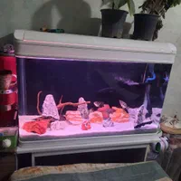 آکواریوم شیشه خم